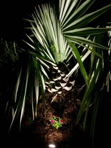 Palm Tree Lighting With Spotlights